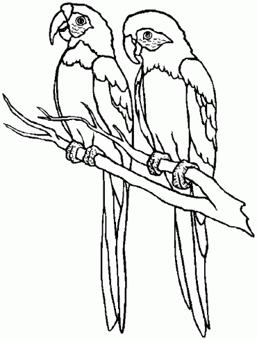 dessin de coloriages,oiseau,couple,perroquets,branche