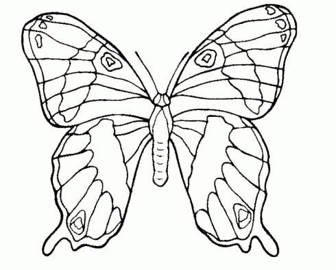 dessin de papillon,dessin,colorier,en,ligne